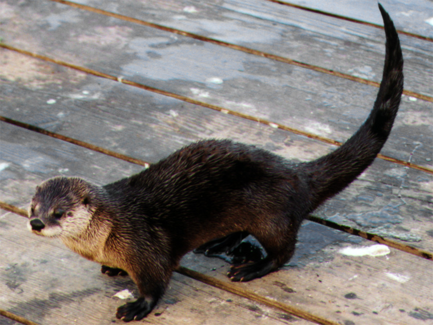 Otter Tail Straight Long Red