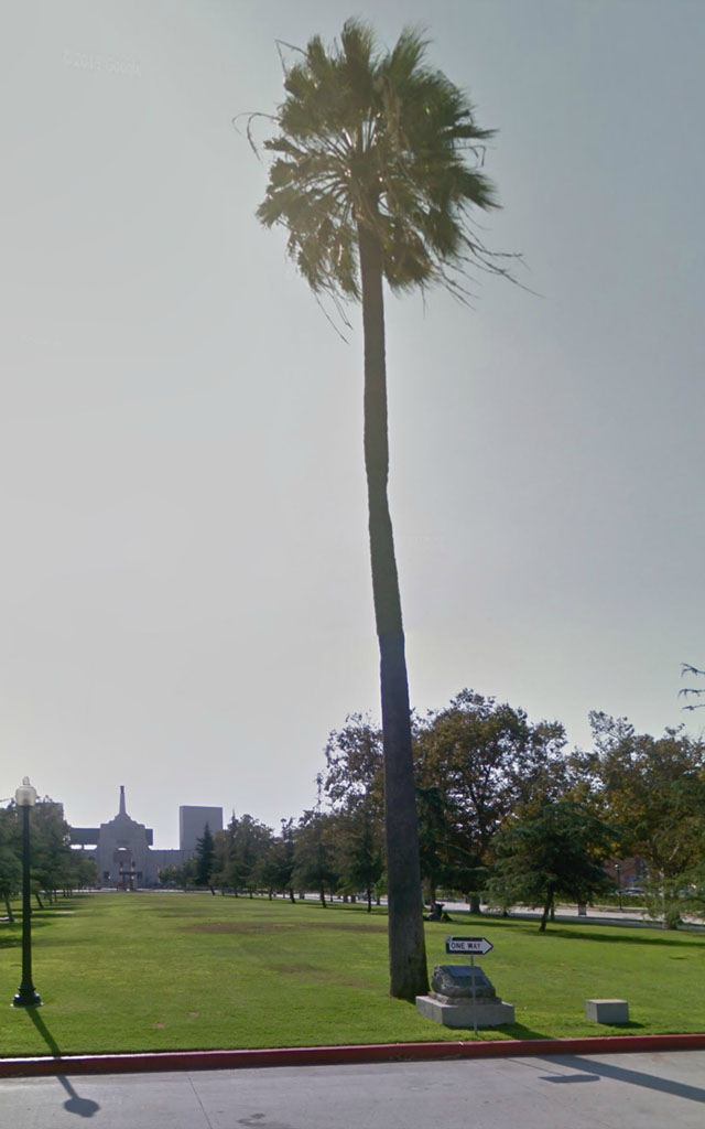 oldest palm tree in los angeles