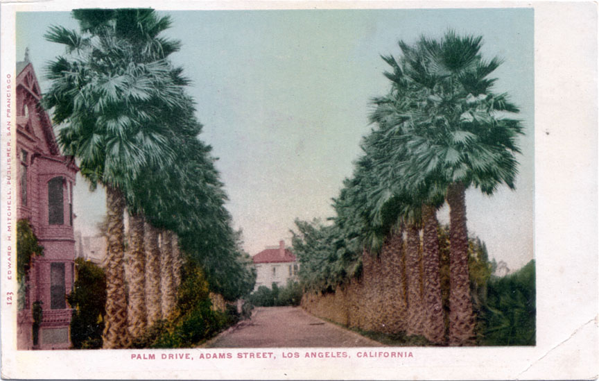 Oldest palm tree in Los Angeles - Wikipedia